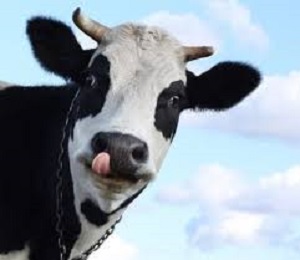 Cow