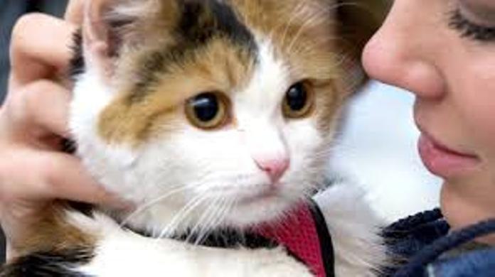 Cat Saved During a Disaster
