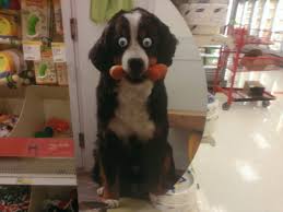 Dog Mental Health