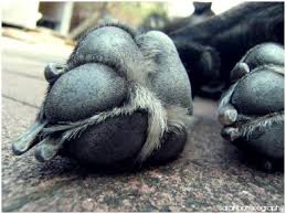 Paw health in a disaster