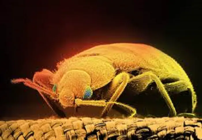 roaches fogger bed bugs killer picks roach aboblist