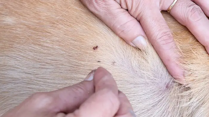 Best Indoor Flea Killer: Bugger Them Out! | A BOB List